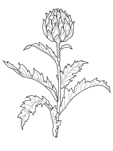 Globe Artichoke Coloring Page